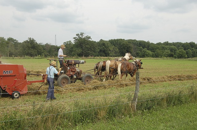 modern amish farming