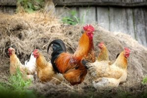 A rooster with a group of hens in some hay