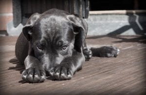 A dog lying on a deck with it's nose between it's paws